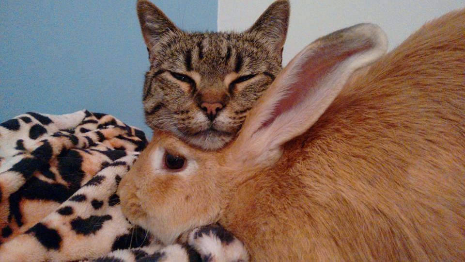 Rescue Cat Can�t Stop Grooming And Cuddling Her Rabbit