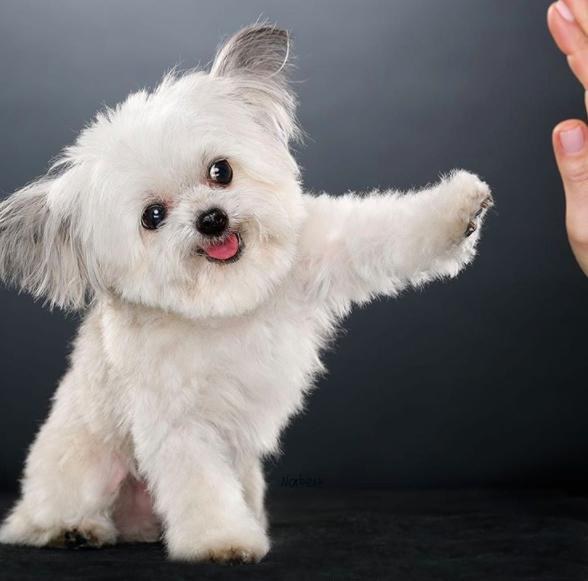 This Tiny Therapy Dog Is REAL And Loves Giving People HighFives