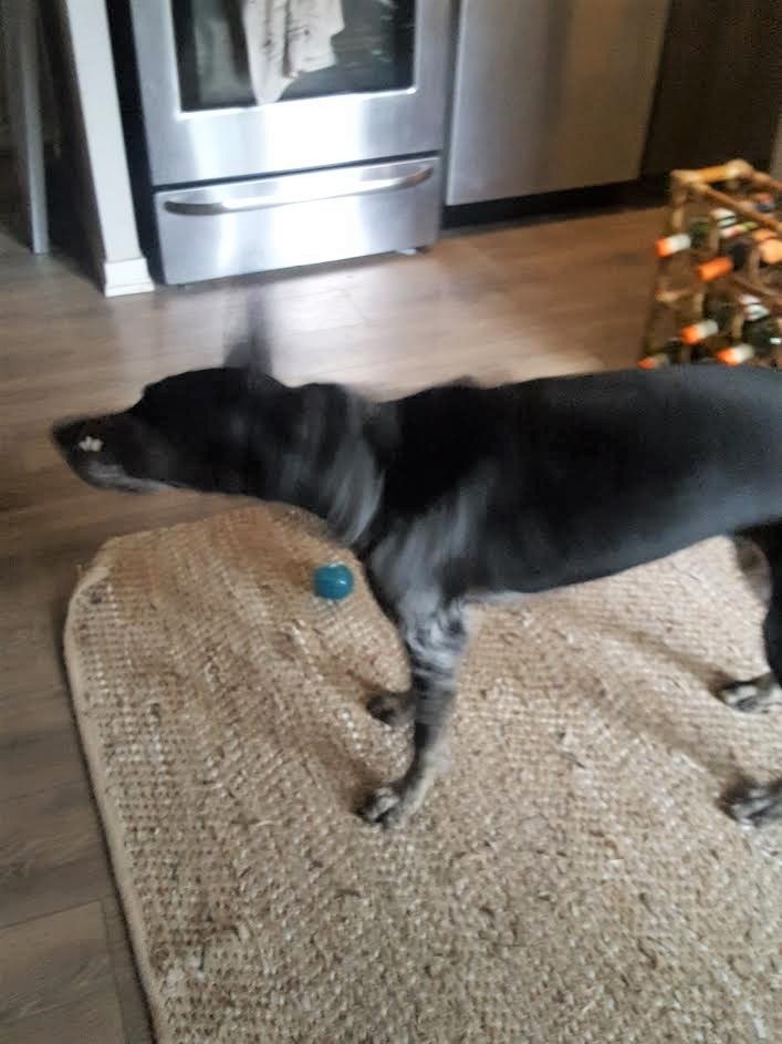 Why Do Dogs Stretch And Shake When They Wake Up?