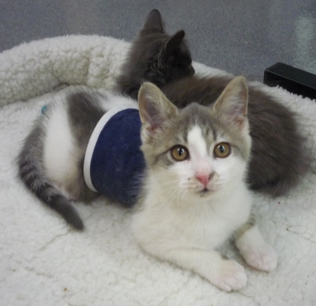 Wobbly Cat Surprises Others With What He Can Do, Now Helps Special Kitties  Just Like Him.. - Love Meow
