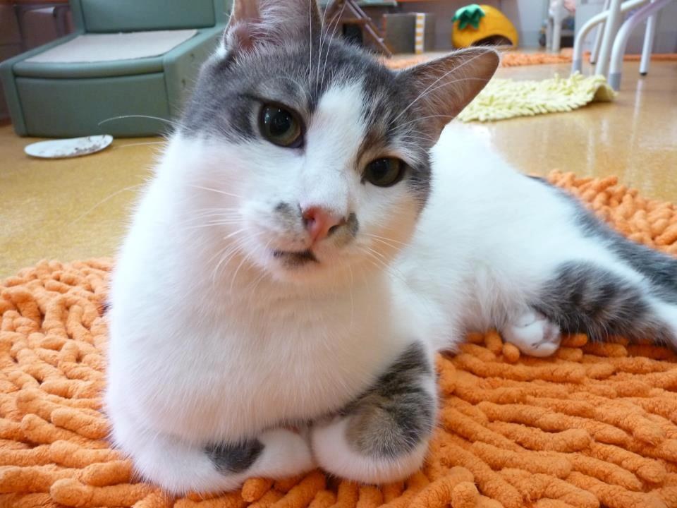 Wobbly Cat Surprises Others With What He Can Do, Now Helps Special