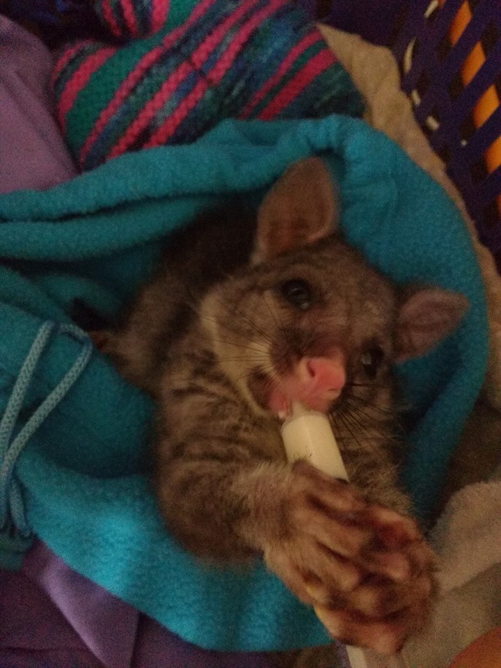 Orphaned Possum Who Survived Cat Attack Loves Cuddling Up To His Rescuer