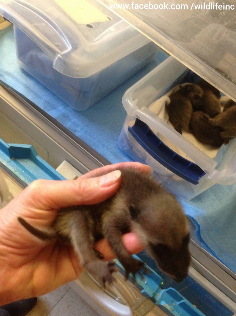 These Baby Raccoons Lost Their Mom Because Of A Trap