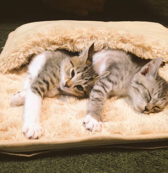 When these Kitties Discover Heated Foot Warmer... Love Meow