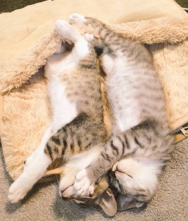 When these Kitties Discover Heated Foot Warmer... Love Meow