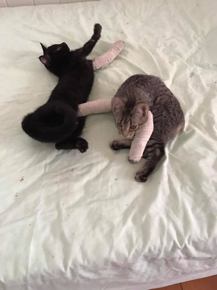 Kittens With 'Twisted' Legs Get The Tiniest Casts