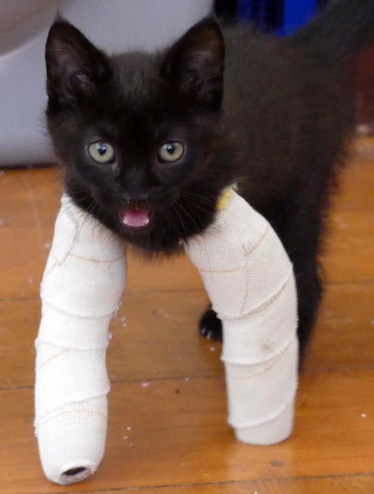 Kittens With 'Twisted' Legs Get The Tiniest Casts