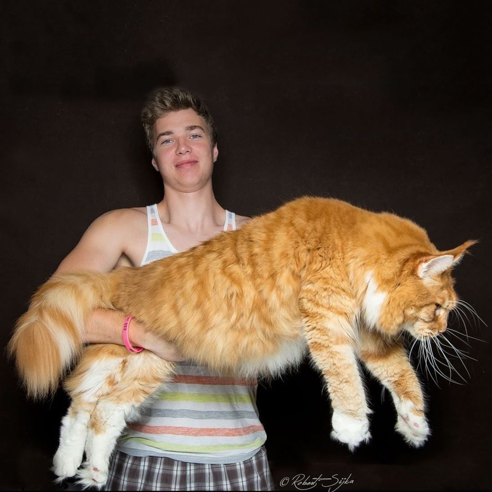 These 10+ Cats Are Perhaps the Most Majestic Creatures ...