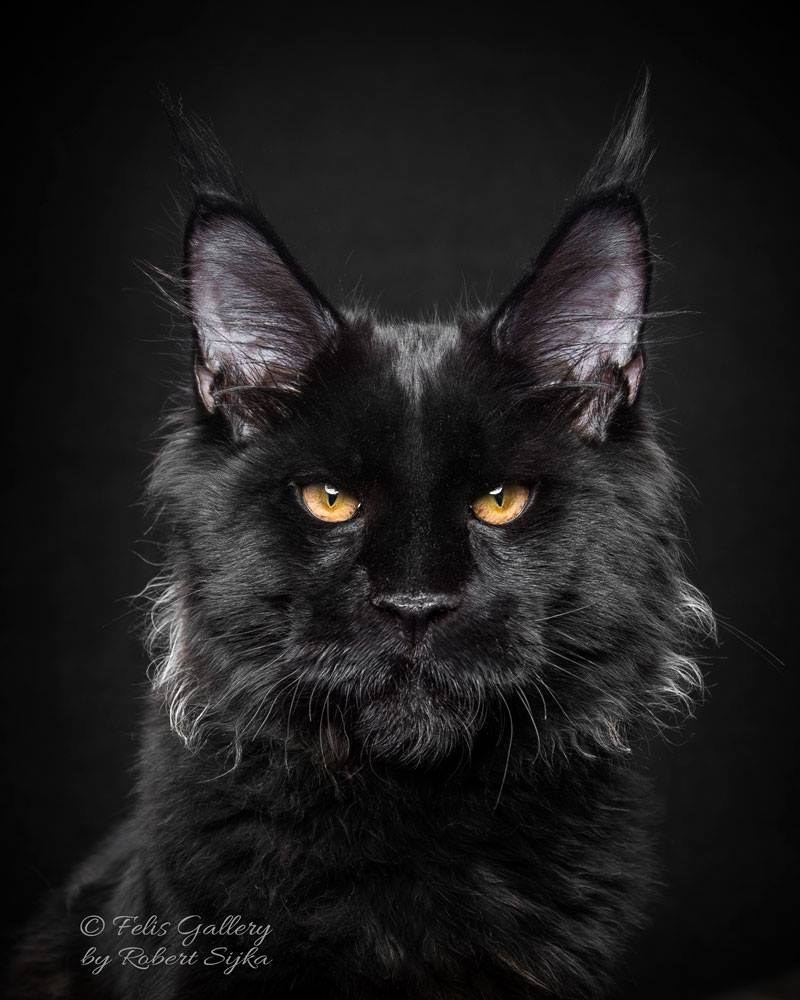 These 10+ Cats Are Perhaps the Most Majestic Creatures that Purr ...