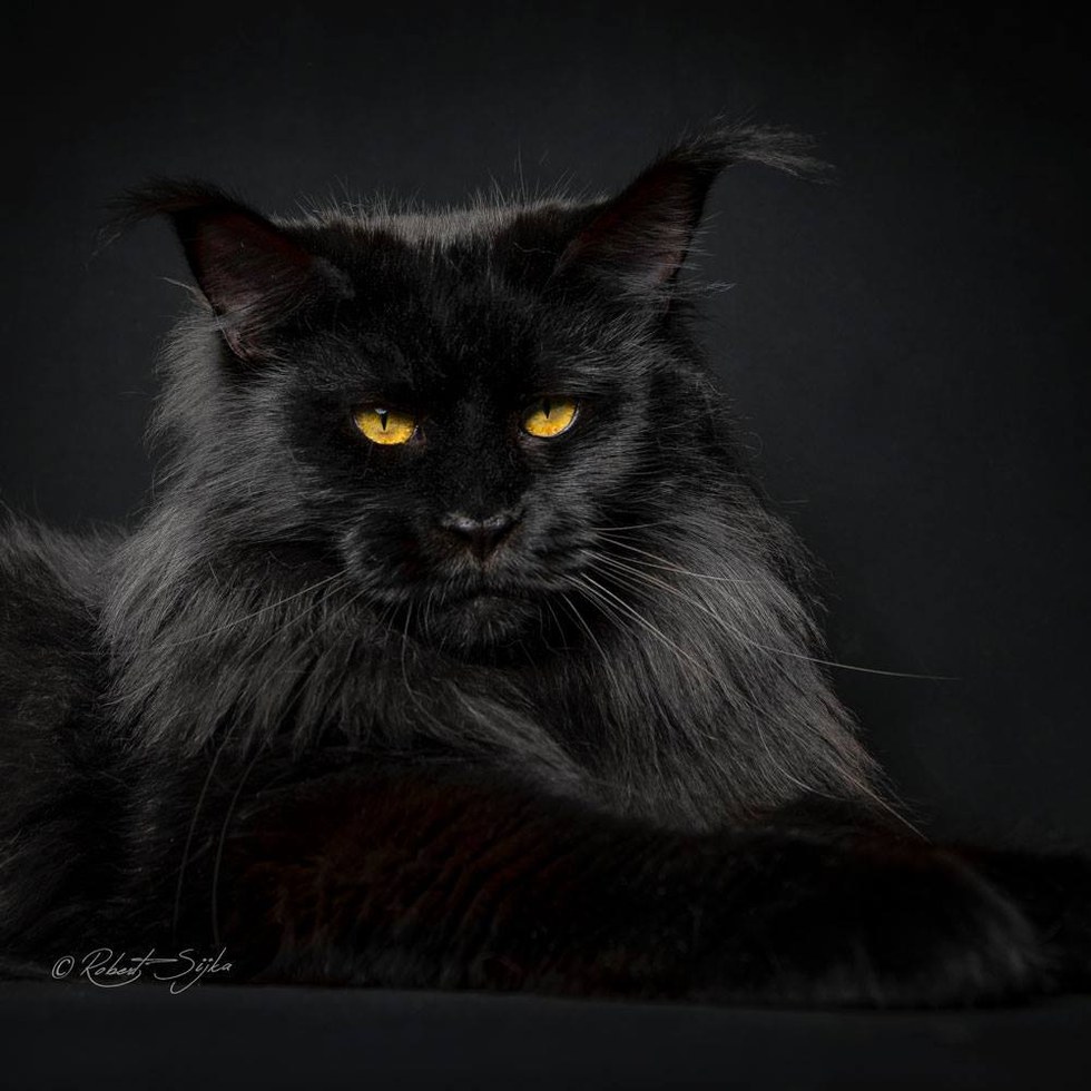 These 10+ Cats Are Perhaps the Most Majestic Creatures that Purr