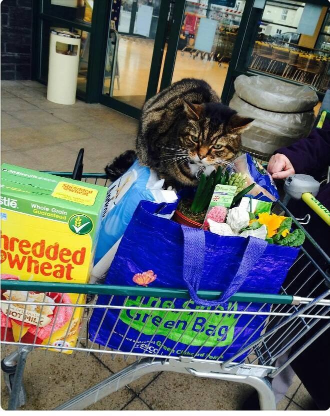 Beloved Supermarket Cat to Be Immortalized at Store He Visited Almost