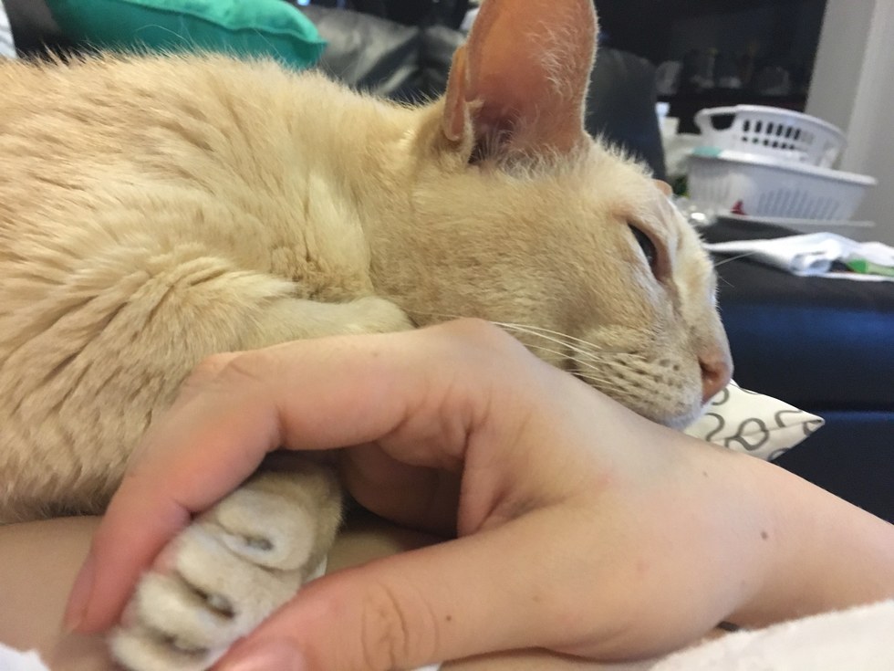 Cat Won’t Sleep Unless Owner Holds His Paw