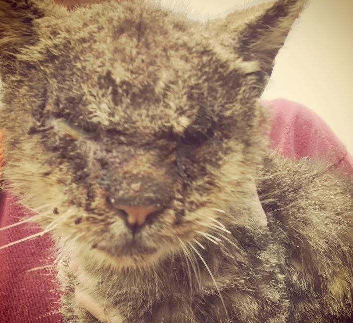 Cat With Mange Couldn't Open His Eyes