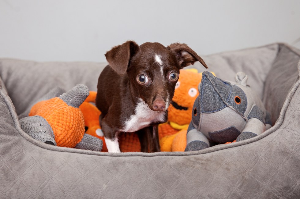 Cletus the dog with his toys