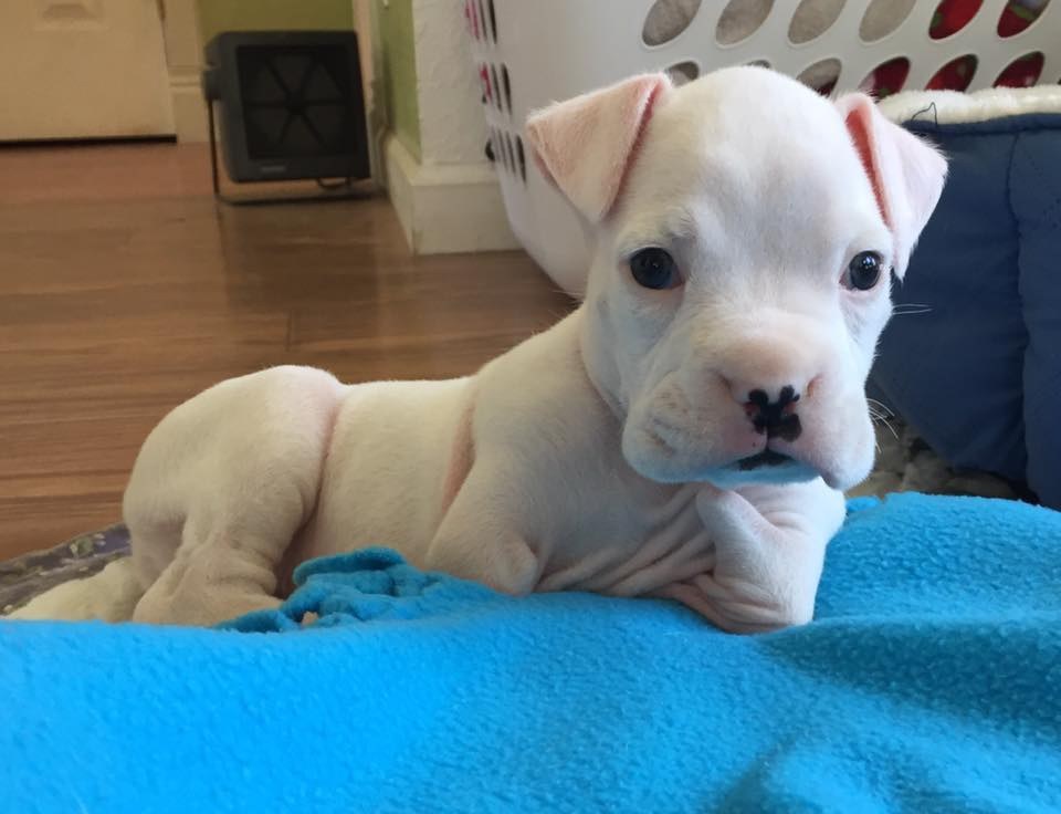 Puppy Born Without Front Legs Loves Foster Dad