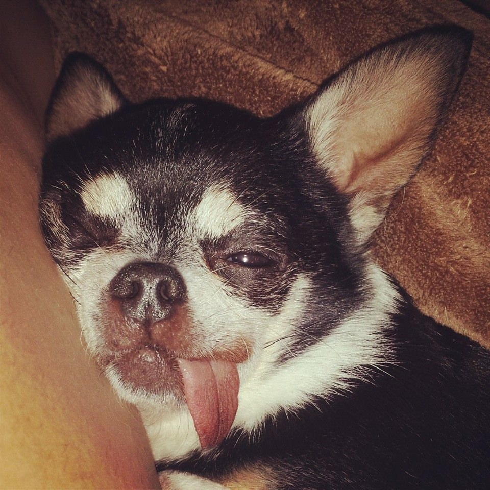 chihuahua sleeping with tongue hanging out