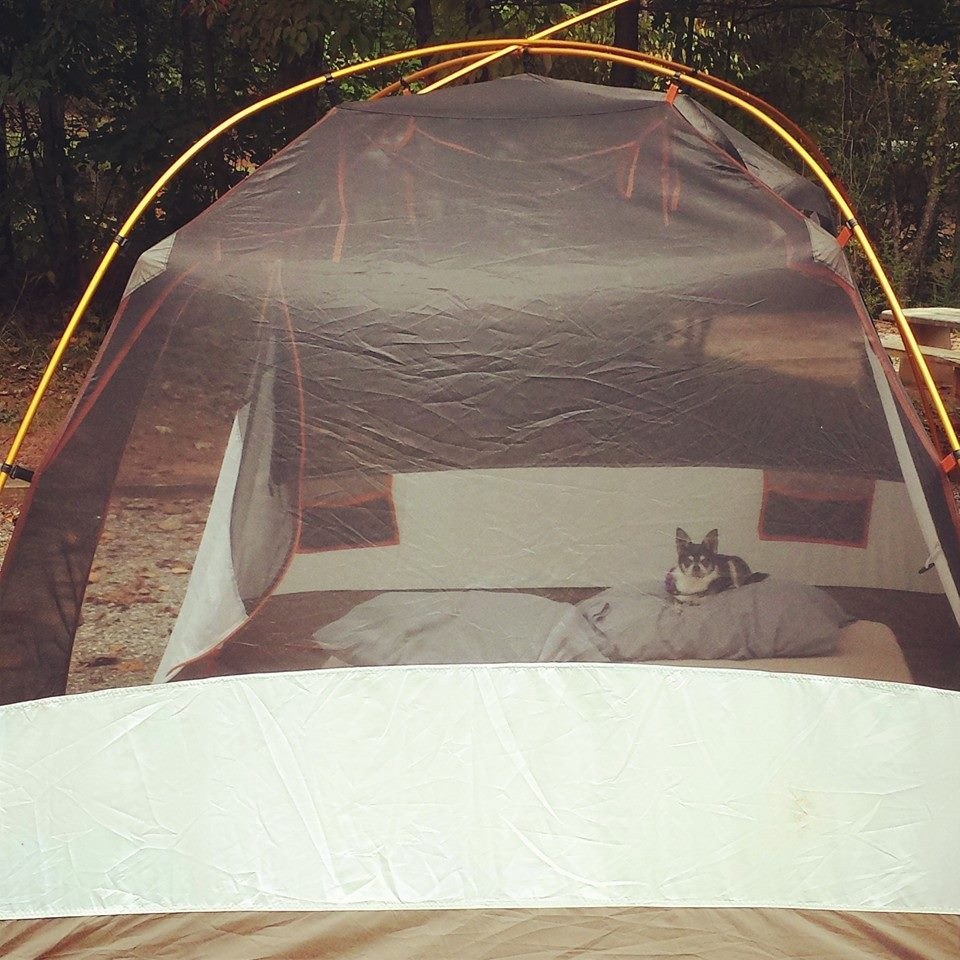 chihuahua inside tent