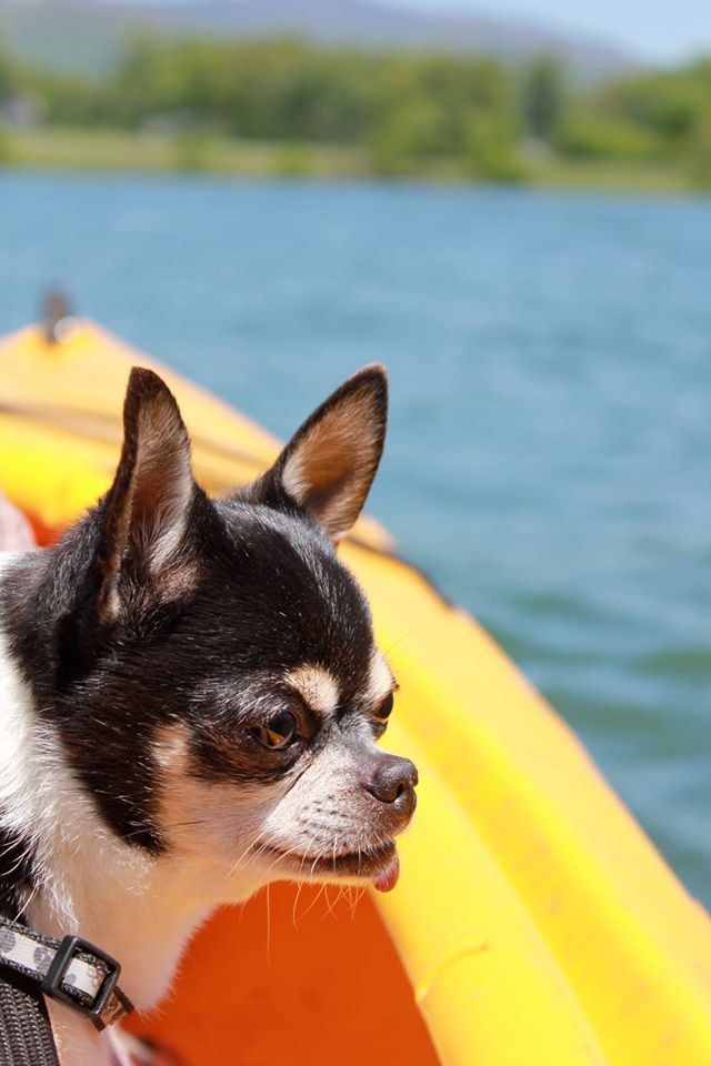 chihuahua on boat in lake