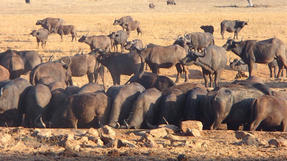 buffalo in kenya