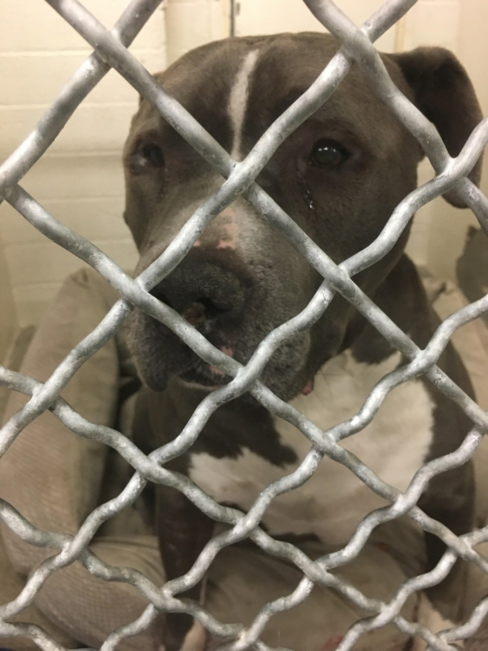 Pit bull crying at the animal shelter