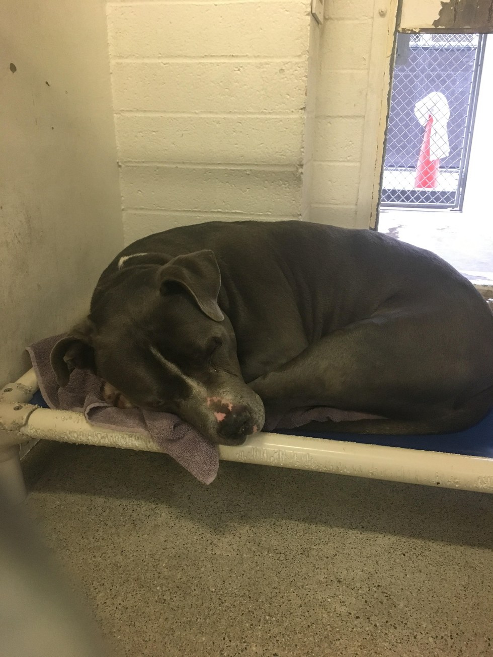 Blue King looking depressed at the animal shelter