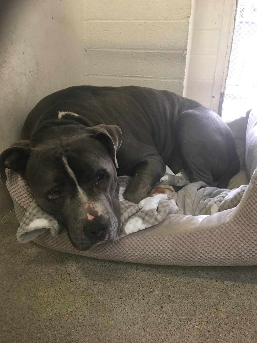 Blue King in a new bed at the animal shelter