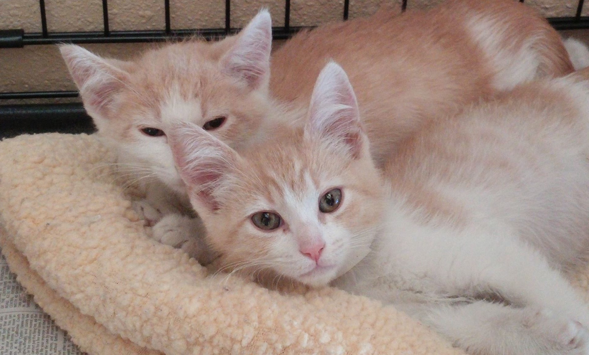 Cat Brothers Separated for 2 Years Find Each Other When