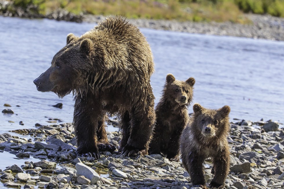 Grizzly bear family in Alaska