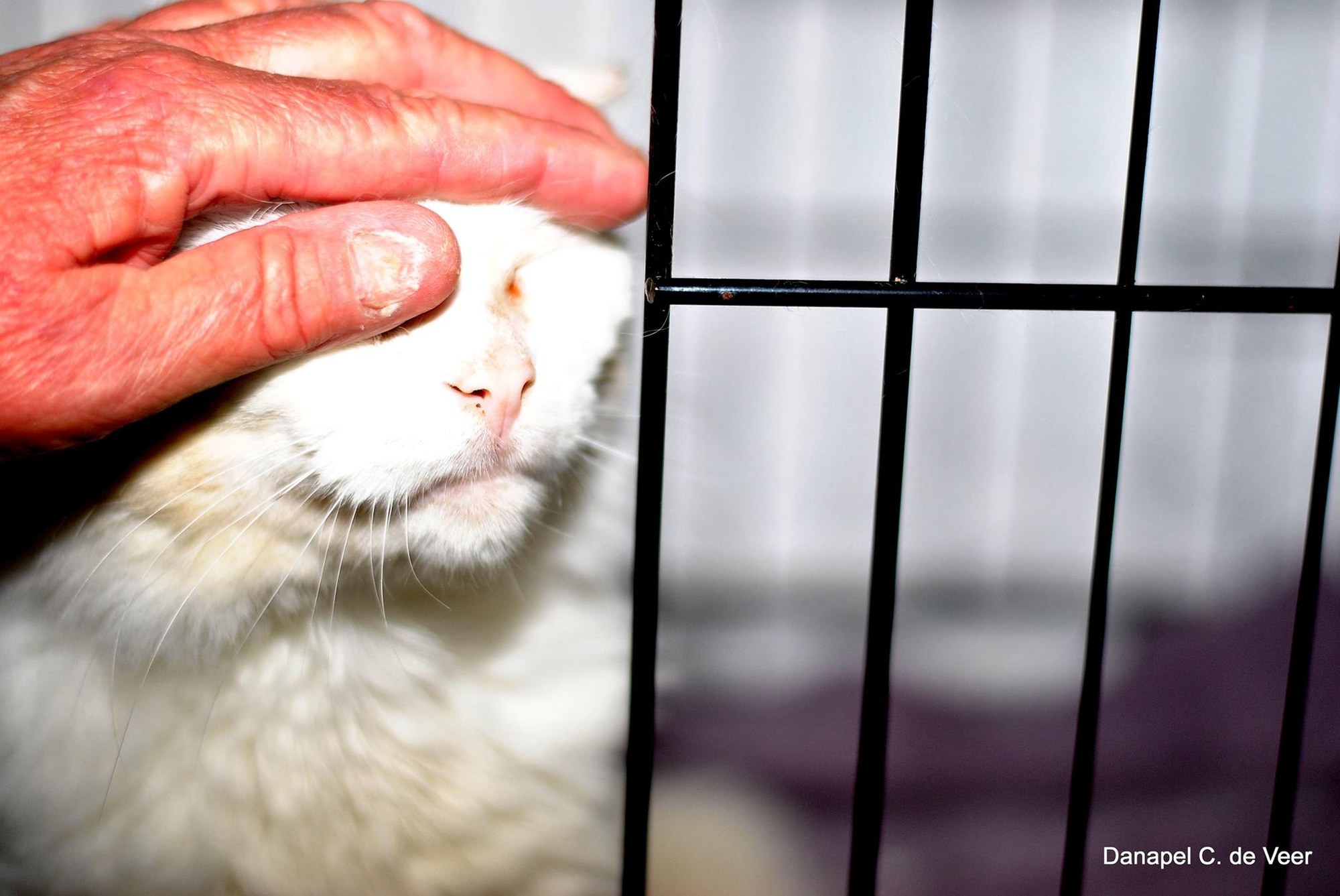 The kind family who have taken in 'unadoptable' stray Angry Cat