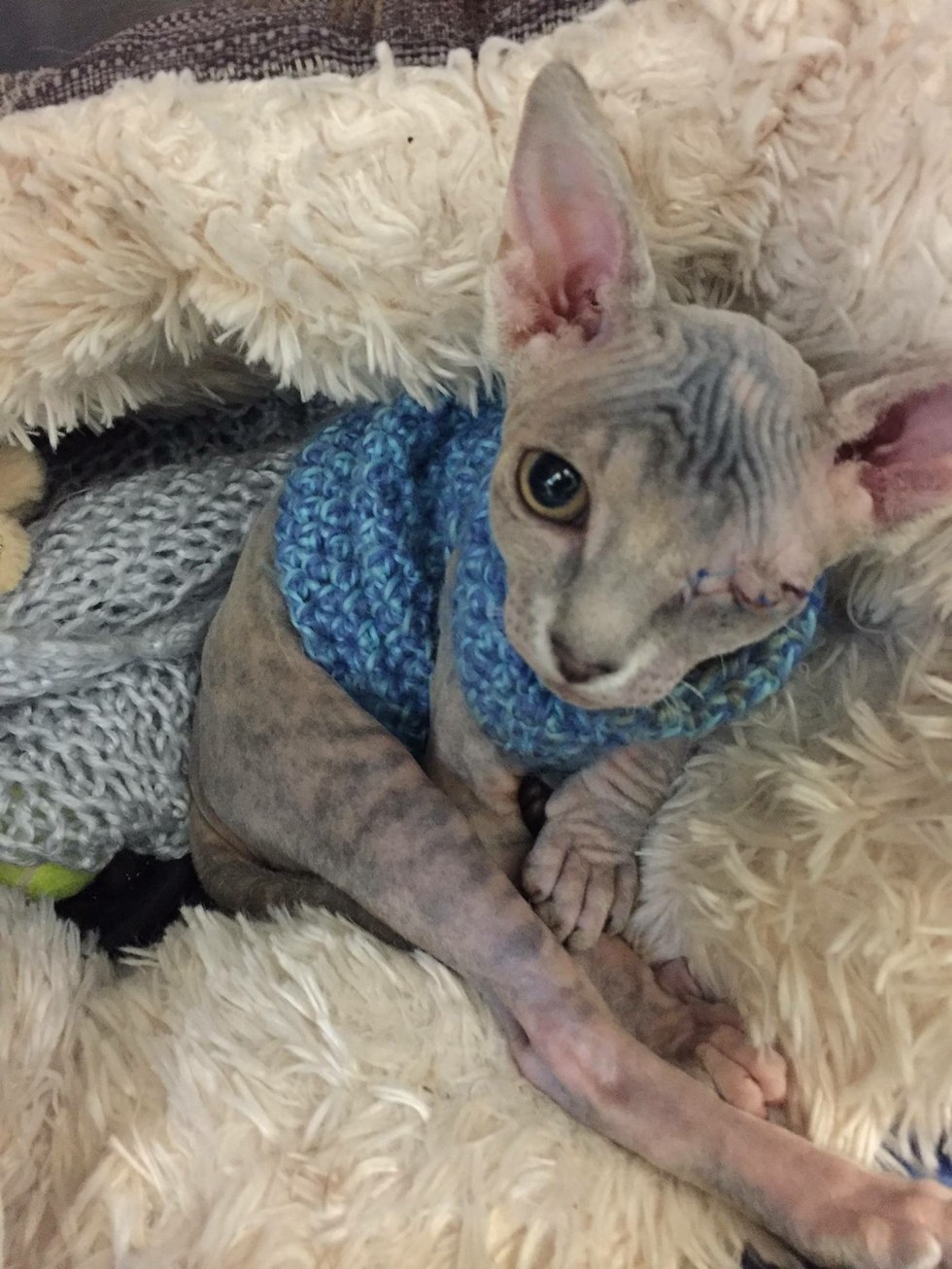 Hairless Kitten So Grateful to Be Saved, She Can't Stop