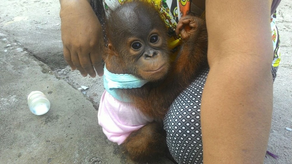 Baby Orangutan Is So Relieved To Finally Be Safe