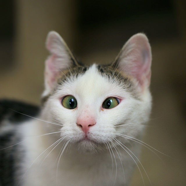 CrossEyed Feral Cat Finds Perfect Home