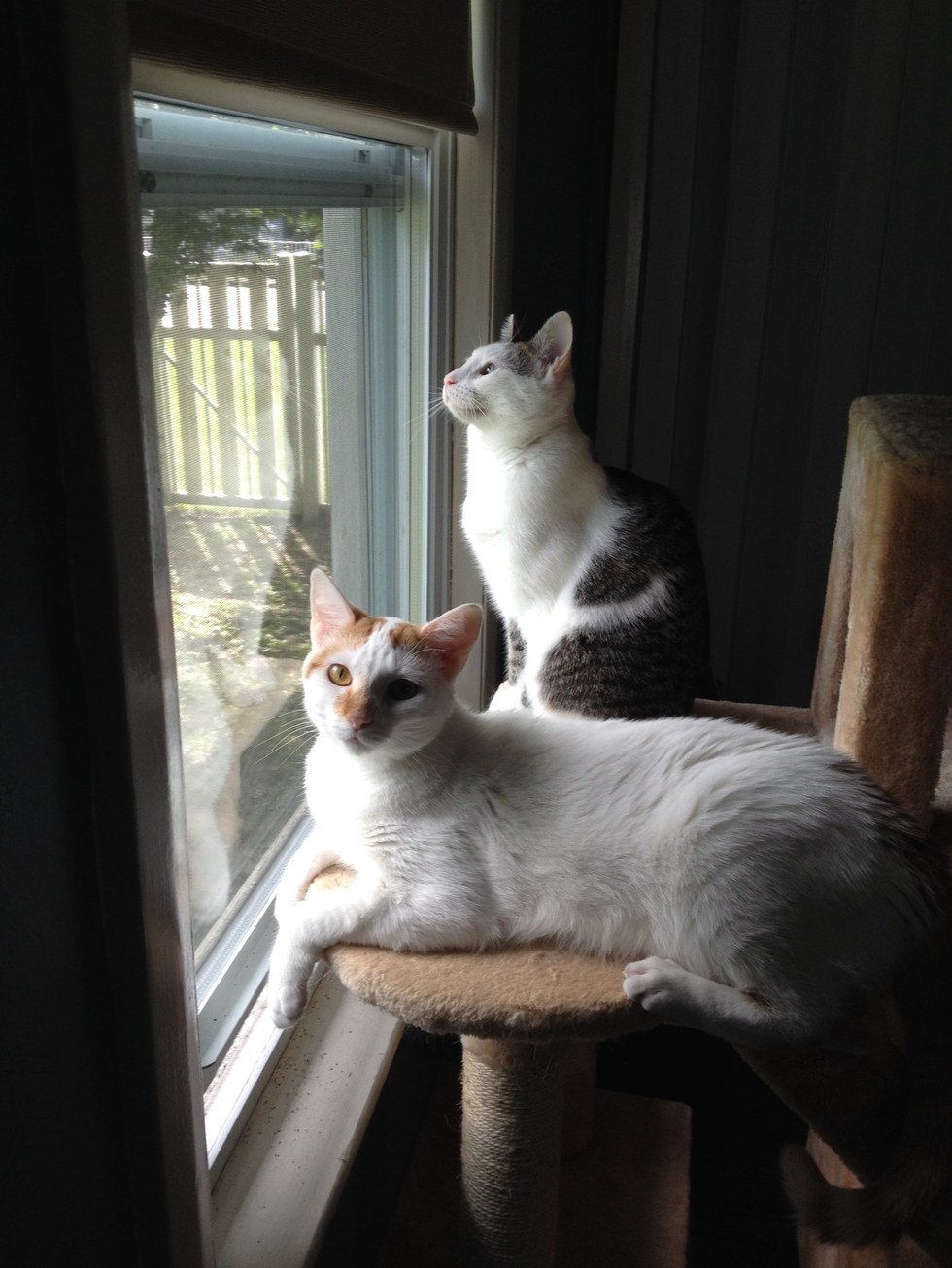 Cross-Eyed Feral Cat Finds Perfect Home