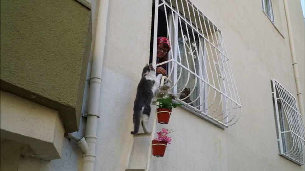 Turkish Woman Builds Cat Ladder