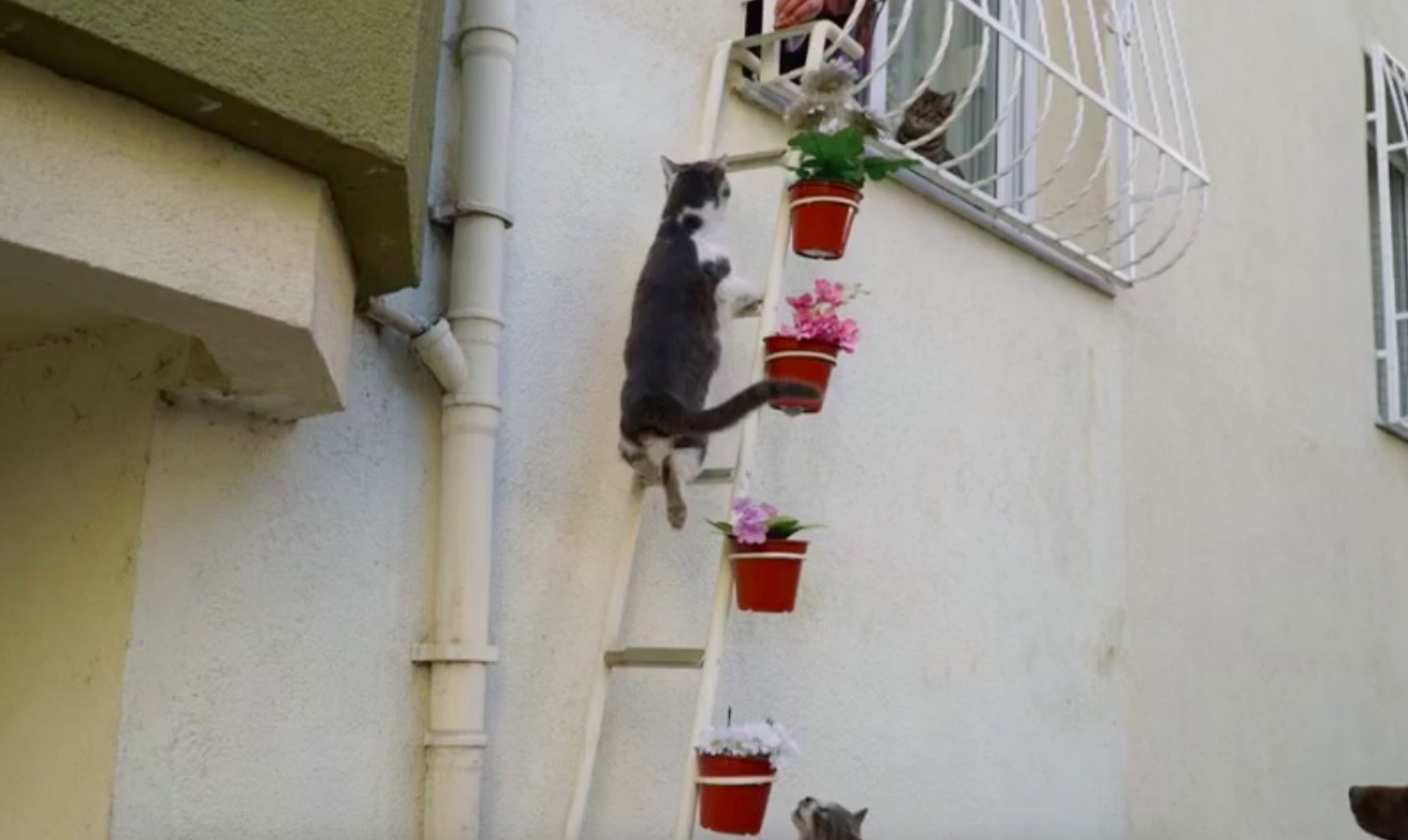 Cat on ladder hotsell