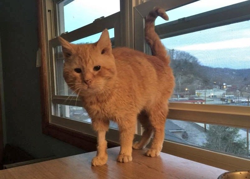 Elderly Stray Cat Can’t Stop Chirping with Joy After Being Saved From ...