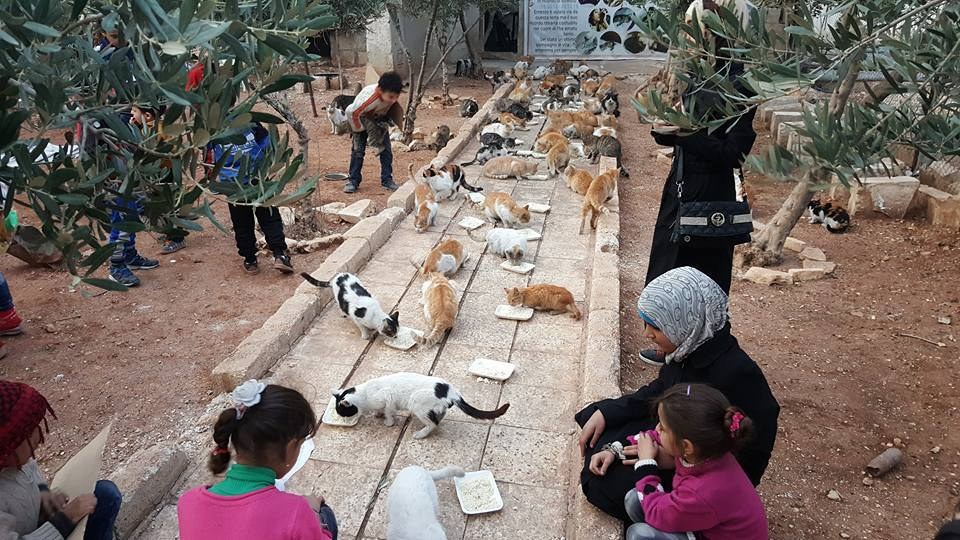 The Return of the Cat Sanctuary of Syria