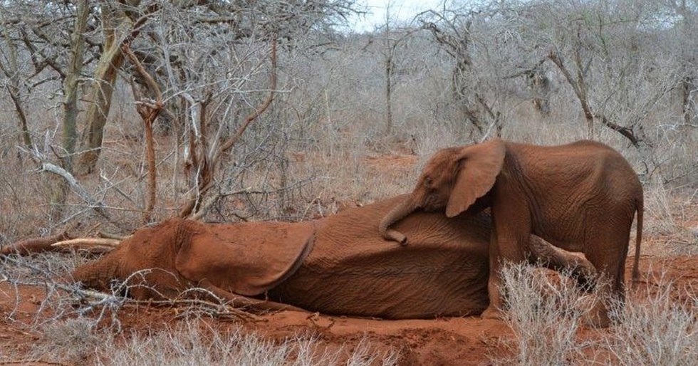 Baby Elephant Loses Her Mom To Poaching