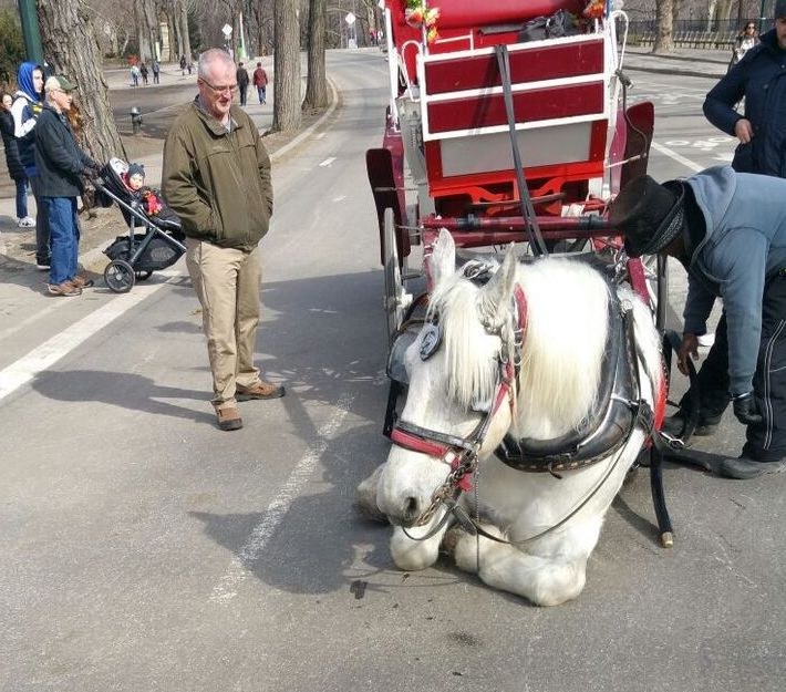 Carriage Horse Collapses In New York City