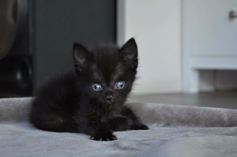  Kitten Born Different Gets A Mom Who Loves Him Exactly As He Is  980x