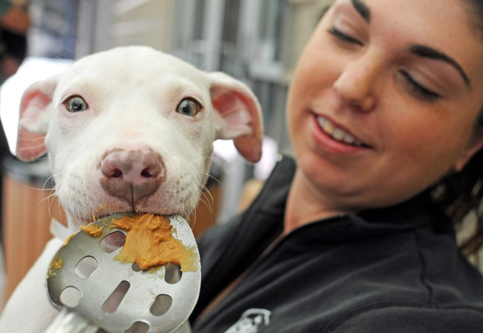 why do dogs like peanut butter why dogs peanut butter so much why do dogs like peanut butter why dogs peanut butter so much