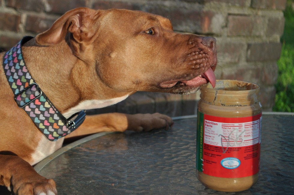 why-dogs-love-peanut-butter-so-much