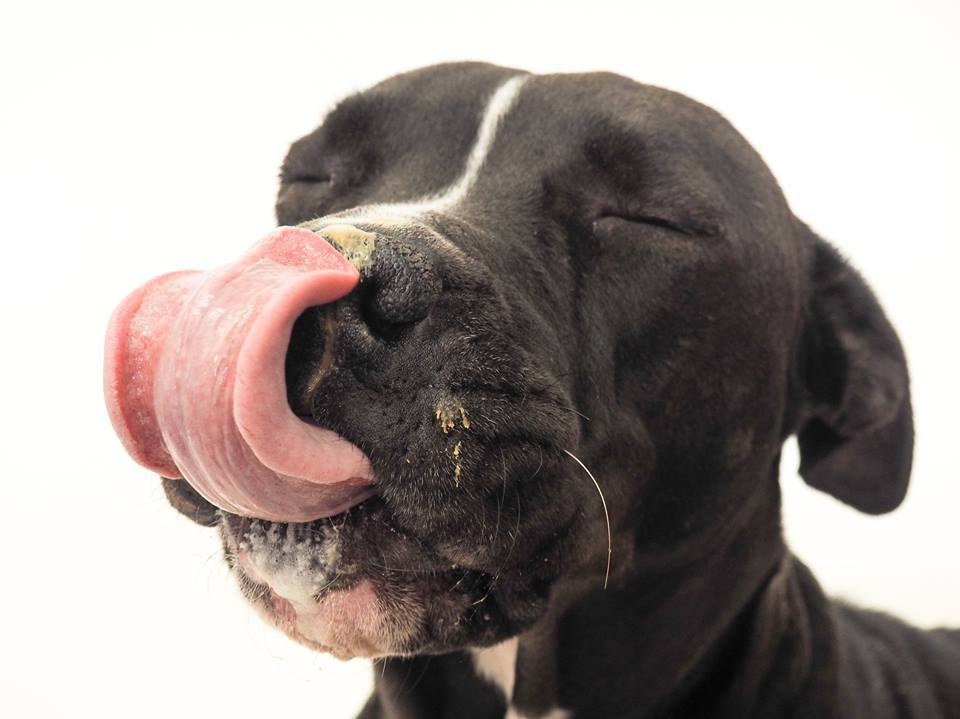 Why Dogs Love Peanut Butter So Much