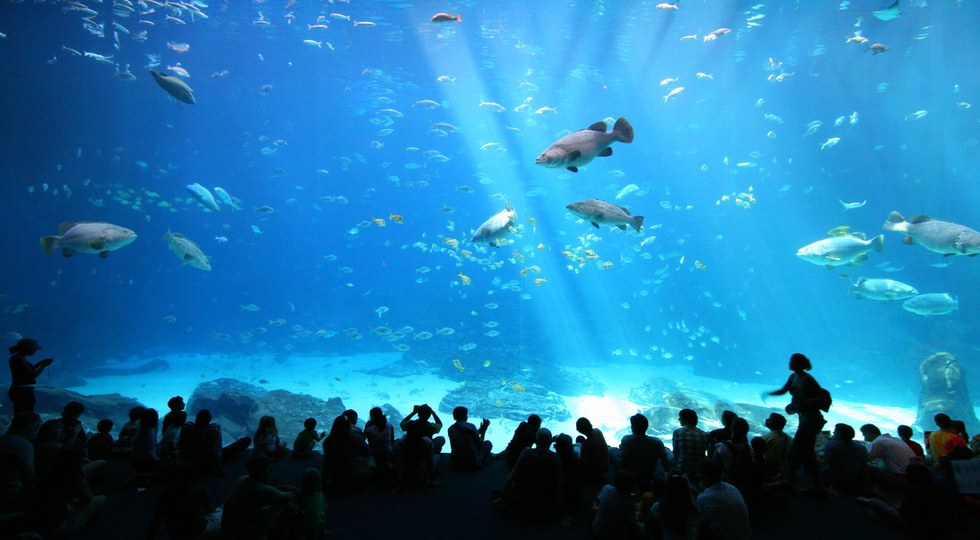 5 best aquariums to visit in America - The Journiest