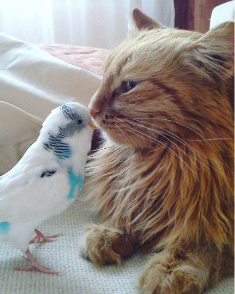 Cat and Parakeet Become Friends