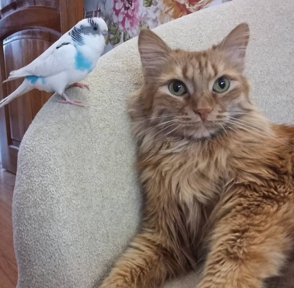 funny cat and parrot best friends ever