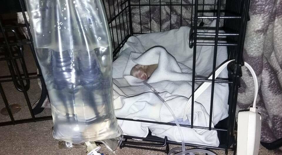 Albino puppy rescued from backyard breeder