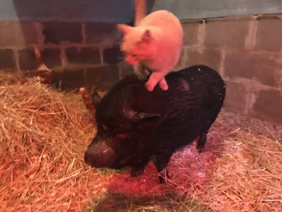 諸多借口的豬豬們