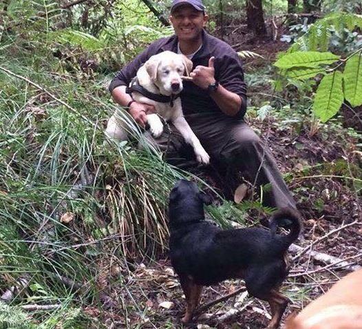 Missing blind yellow Labrador is rescued 