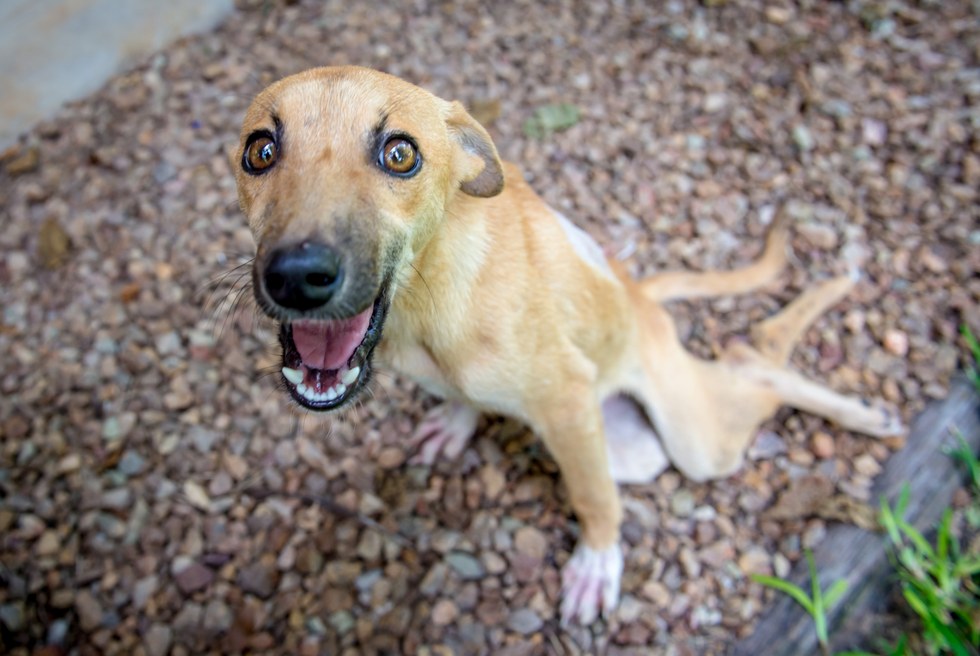 paralyzed puppy drags herself for miles to find help